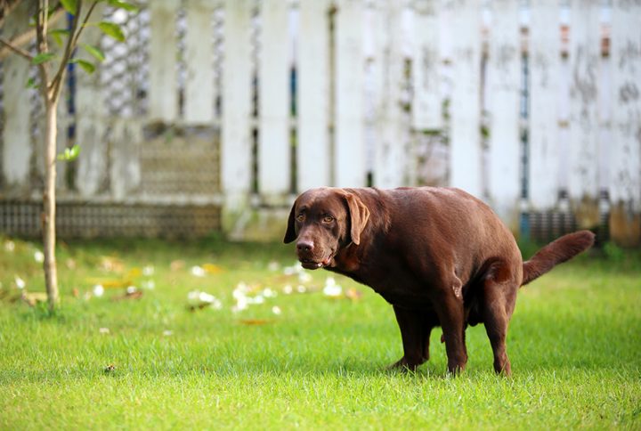 Biegunka u psa: przyczyny, diagnoza i leczenie