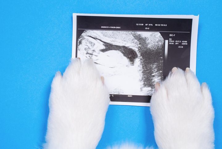 Ciąża u psa – ile trwa? Jakie są jej objawy?