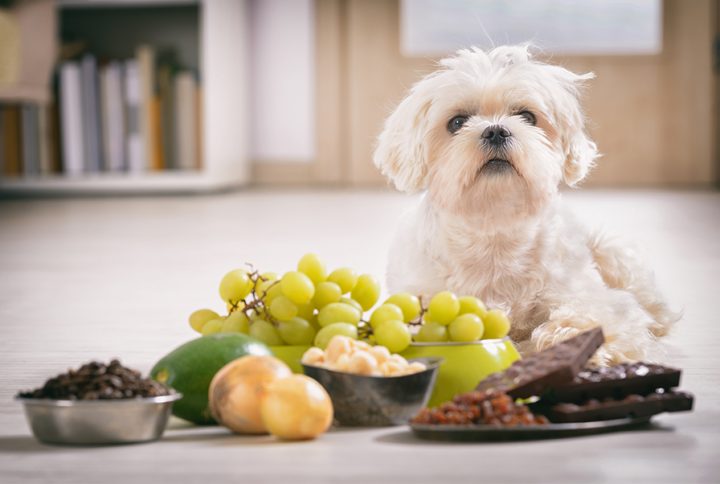Czego nie mogą jeść psy? Lista produktów trujących dla psa